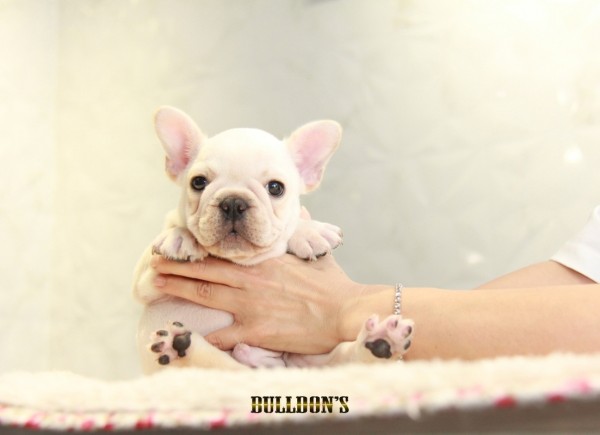 ID:FB1227　French Bulldogサムネイル