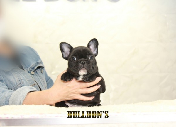 ID:FB1387　フレンチブルドッグ専門ブリーダーBULLDON’S　サムネイル