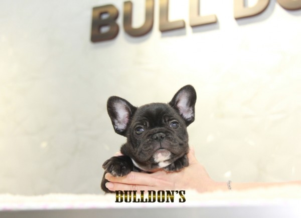 ID:FB1388　フレンチブルドッグ専門ブリーダーBULLDON’S　サムネイル
