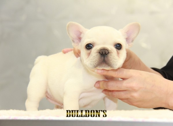 ID:FB1393　フレンチブルドッグ専門ブリーダーBULLDON’S　サムネイル