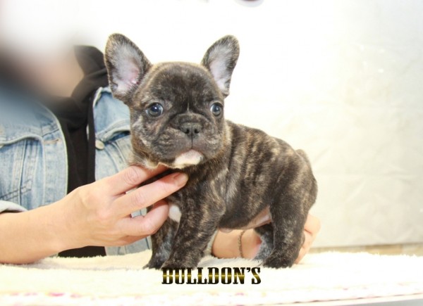 ID:FB1398　フレンチブルドッグ専門ブリーダーBULLDON’S　サムネイル