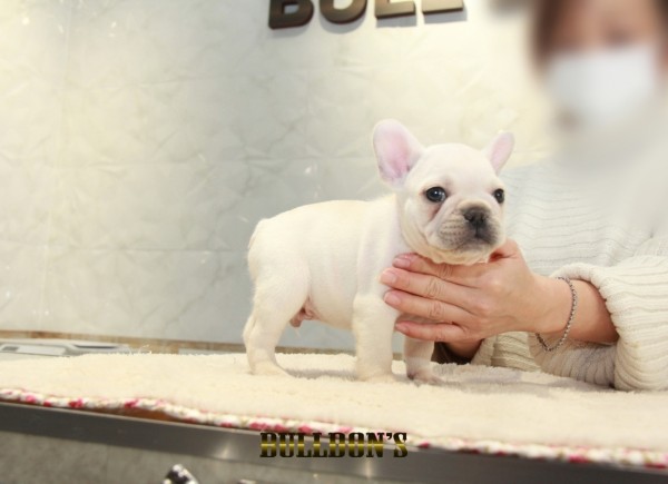 ID:FB1285　French Bulldogサムネイル