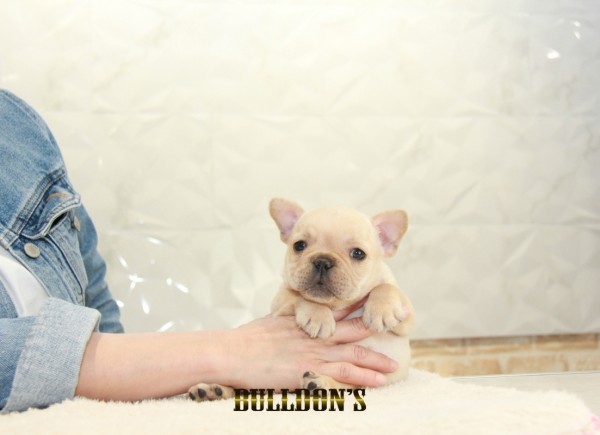 ID:FB1290　French Bulldogサムネイル