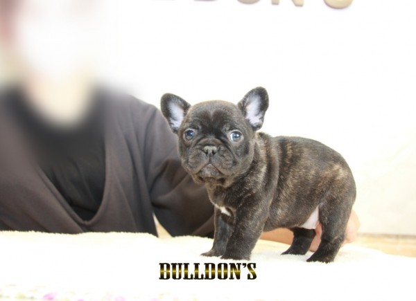 ID:FB1300　French Bulldogサムネイル
