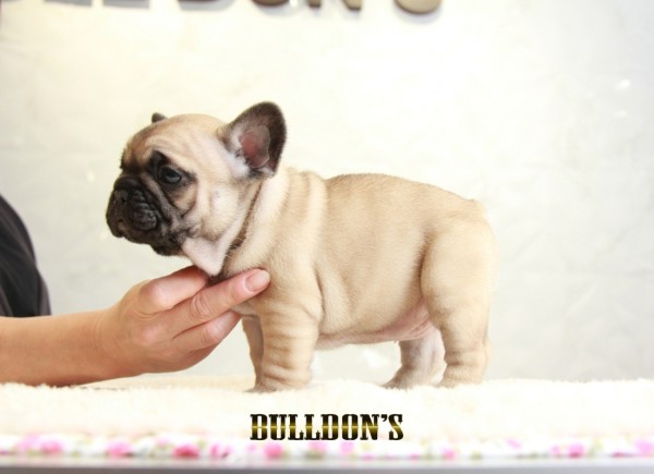 ID:FB1302　French Bulldog　サムネイル