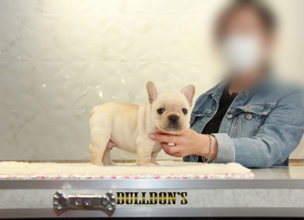 ID:FB1304　French Bulldogサムネイル