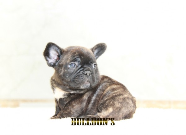 ID:FB1301　French Bulldogサムネイル