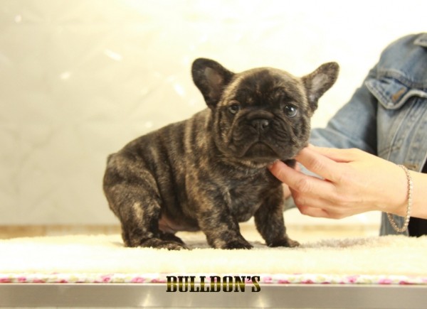 ID:FB1312　French Bulldogサムネイル