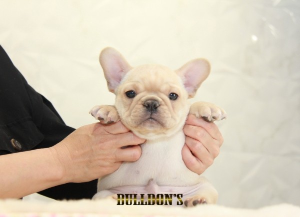 ID:FB1320　French Bulldogサムネイル