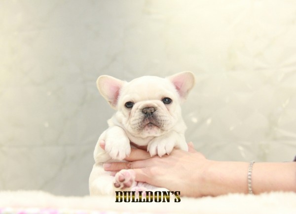 ID:FB1311　French Bulldogサムネイル