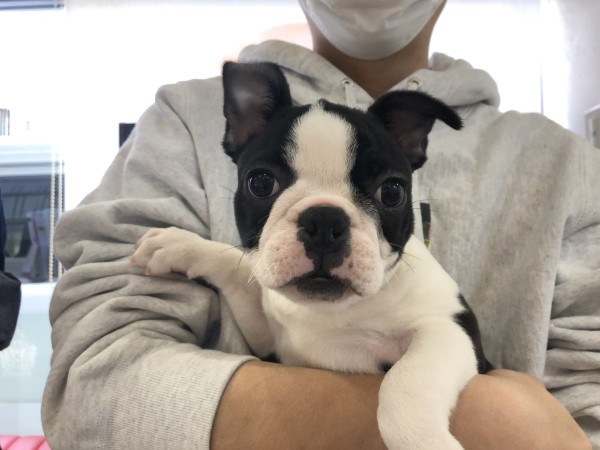 ボストンテリアのばずちゃんサムネイル