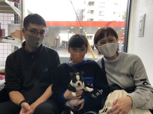 ボストンテリアのリリスちゃんサムネイル