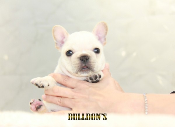 ID:FB1321　French Bulldogサムネイル