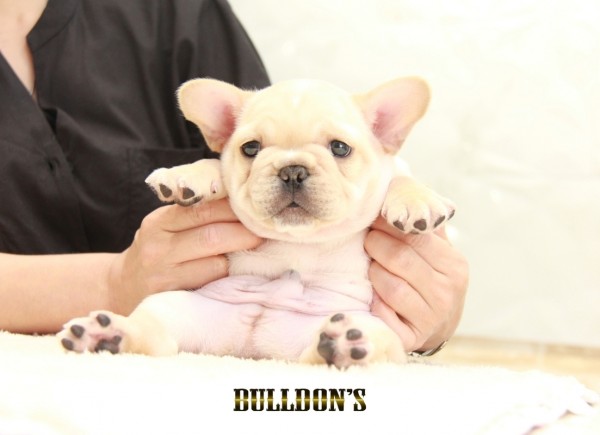 ID:FB1331　フレンチブルドッグ専門ブリーダーBULLDON’Sサムネイル