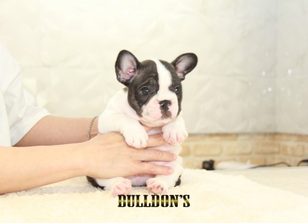 ID:FB1341　フレンチブルドッグ専門ブリーダーBULLDON’Sサムネイル