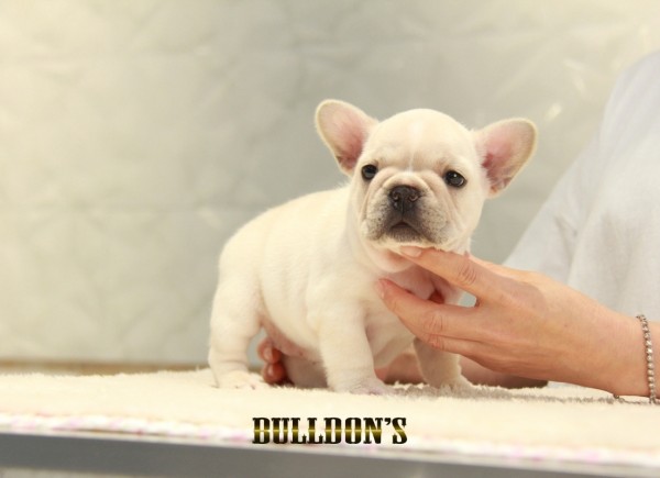 ID:FB1344　フレンチブルドッグ専門ブリーダーBULLDON’Sサムネイル