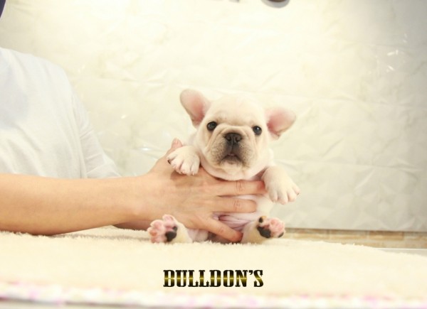 ID:FB1343　フレンチブルドッグ専門ブリーダーBULLDON’Sサムネイル
