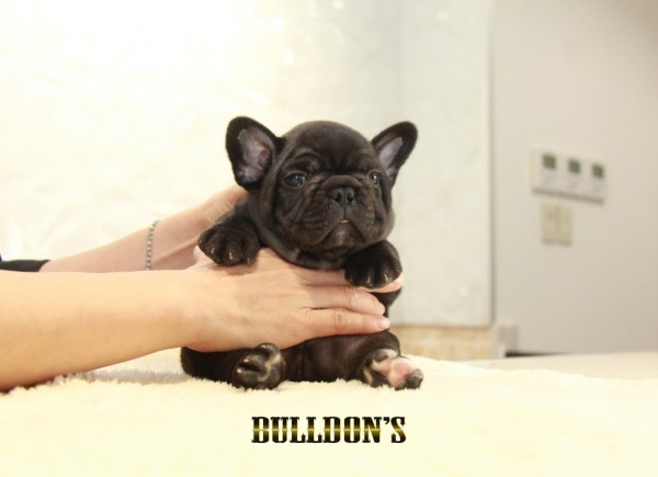 ID:FB1351　フレンチブルドッグ専門ブリーダーBULLDON’Sサムネイル