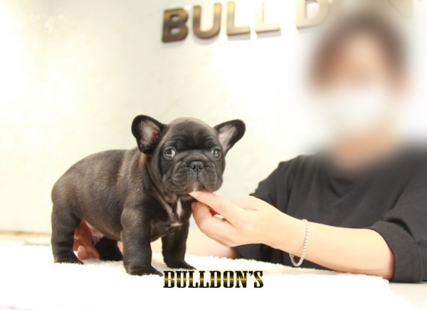 ID:FB1352　フレンチブルドッグ専門ブリーダーBULLDON’Sサムネイル