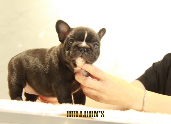 ID:FB1355　フレンチブルドッグ専門ブリーダーBULLDON’Sサムネイル