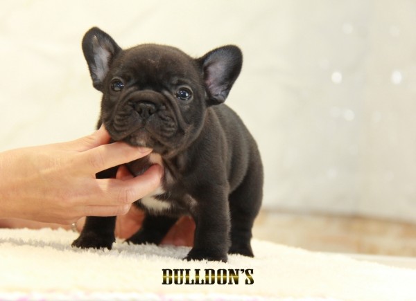 ID:FB1354　フレンチブルドッグ専門ブリーダーBULLDON’S　サムネイル