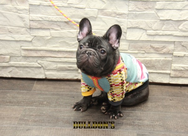 ID:30　引退犬French Bulldogサムネイル