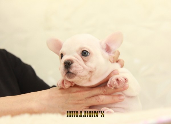 ID:FB1358　フレンチブルドッグ専門ブリーダーBULLDON’Sサムネイル