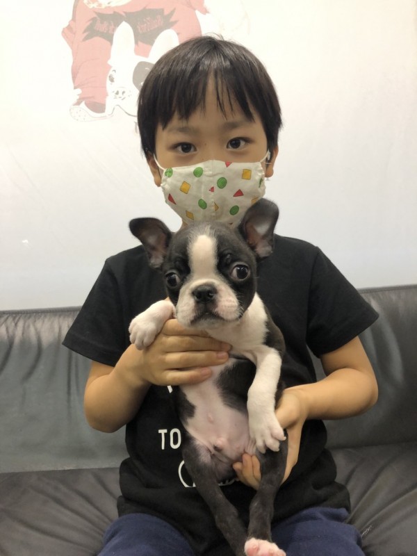 ボストンテリアの男の子！サムネイル