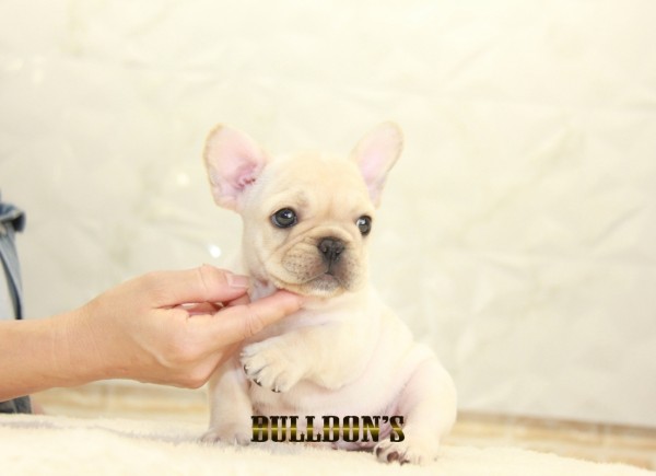ID:FB1379　フレンチブルドッグ専門ブリーダーBULLDON’Sサムネイル