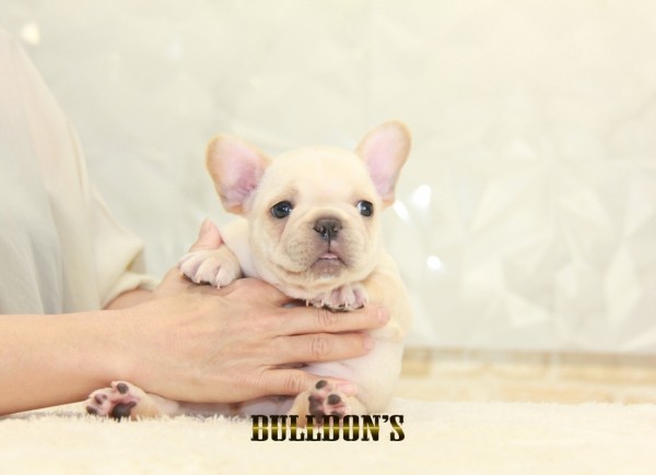 ID:FB1380　フレンチブルドッグ専門ブリーダーBULLDON’S　サムネイル