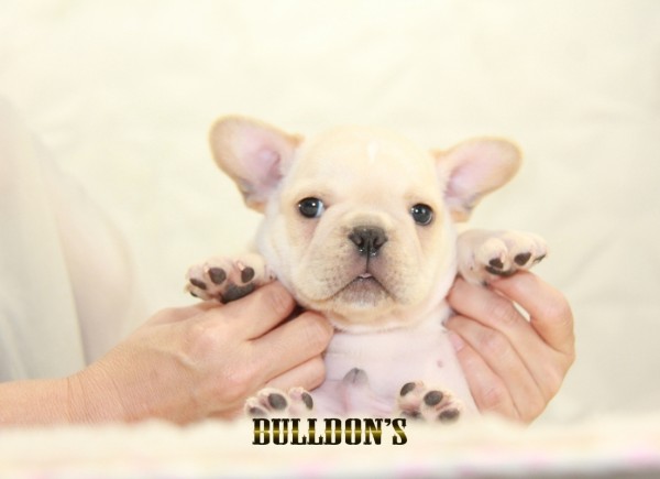 ID:FB1381　フレンチブルドッグ専門ブリーダーBULLDON’S　サムネイル