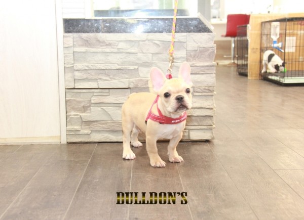 ID:32　引退犬French Bulldogサムネイル