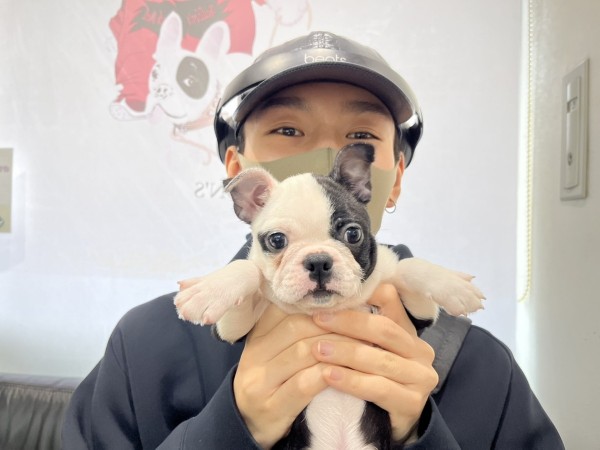 ★新潟県のお客様★ボストンテリアのテツコちゃん！サムネイル