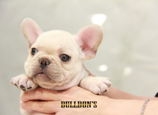 ID:FB1508　フレンチブルドッグ専門ブリーダーBULLDON’Sサムネイル