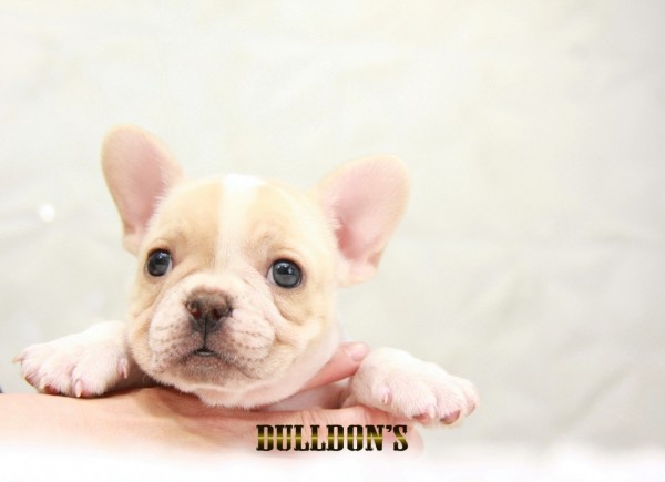 ID:FB1509　フレンチブルドッグ専門ブリーダーBULLDON’Sサムネイル