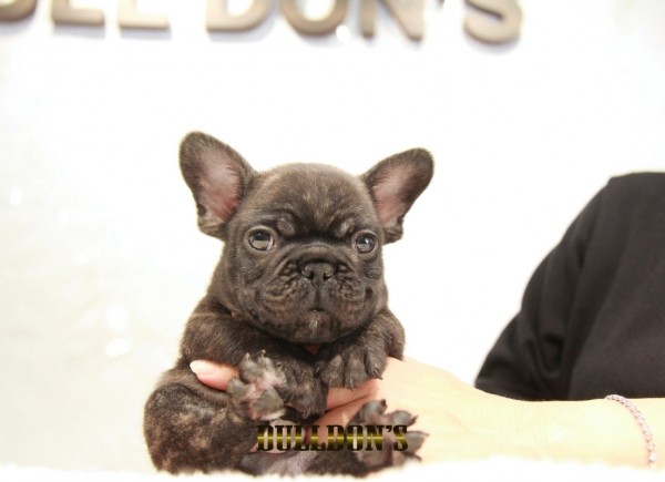 ID:FB1510　フレンチブルドッグ専門ブリーダーBULLDON’Sサムネイル