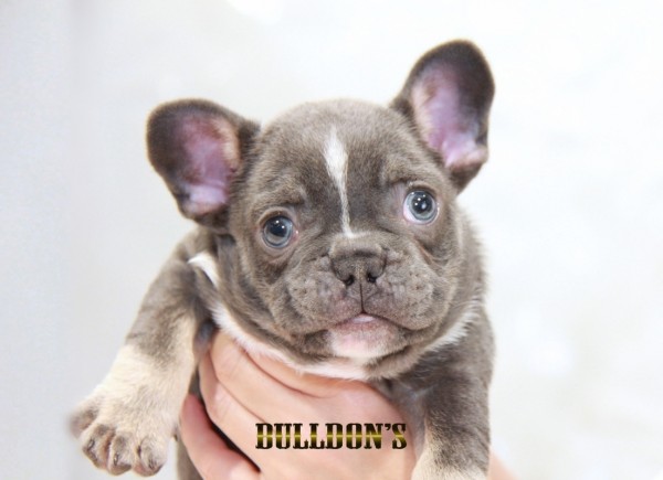 ID:FB1511　フレンチブルドッグ専門ブリーダーBULLDON’Sサムネイル
