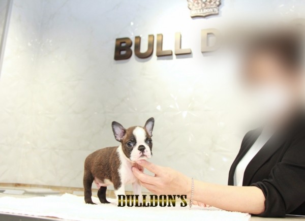 ID:BT440 ボストンテリア専門ブリーダーBULLDON’Sサムネイル