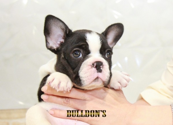 ID:FB1505　フレンチブルドッグ専門ブリーダーBULLDON’Sサムネイル