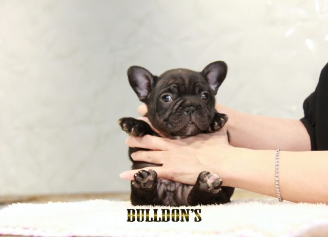 ID:FB1515　フレンチブルドッグ専門ブリーダーBULLDON’S　若犬販売サムネイル
