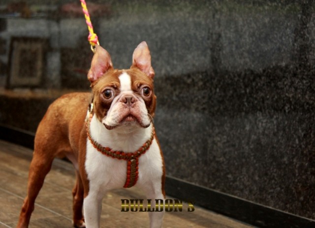 ID:39　引退犬Boston Terrierサムネイル