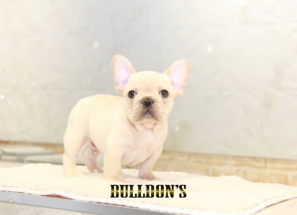 ID:FB1464　フレンチブルドッグ専門ブリーダーBULLDON’Sサムネイル