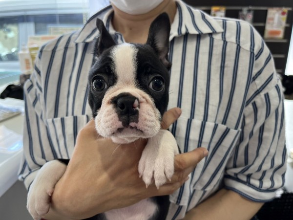 ボストンテリアのトトちゃん！サムネイル