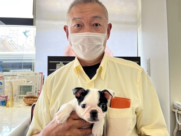 ボストンテリアのじゅじゅちゃん！サムネイル