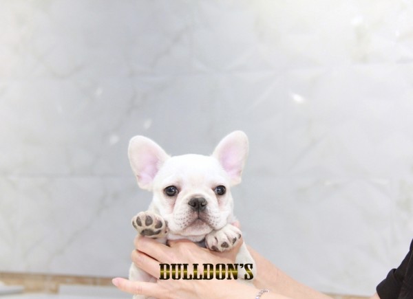 ID:FB1468　フレンチブルドッグ専門ブリーダーBULLDON’Sサムネイル
