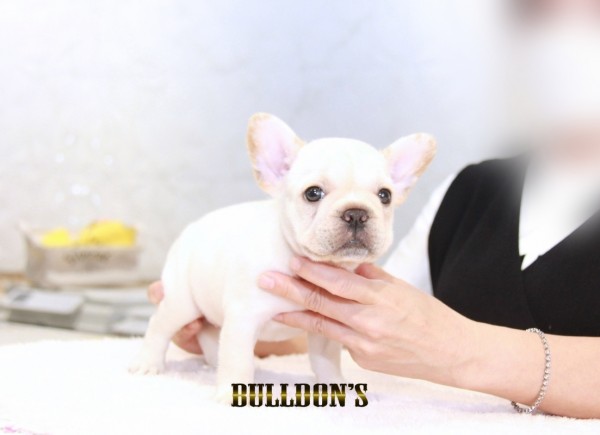 ID:FB1466　フレンチブルドッグ専門ブリーダーBULLDON’Sサムネイル