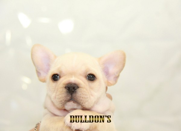 ID:FB1475　フレンチブルドッグ専門ブリーダーBULLDON’Sサムネイル