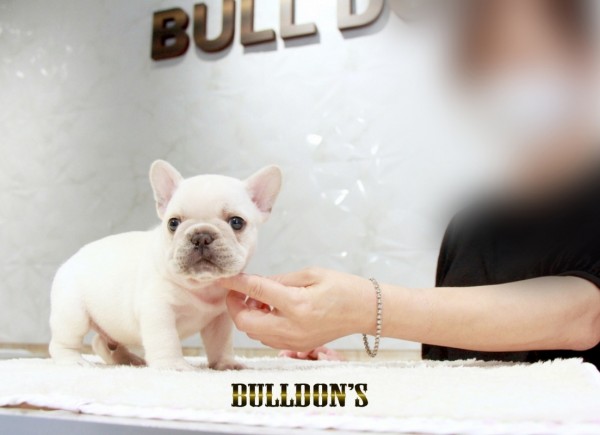 ID:FB1480　フレンチブルドッグ専門ブリーダーBULLDON’S　サムネイル