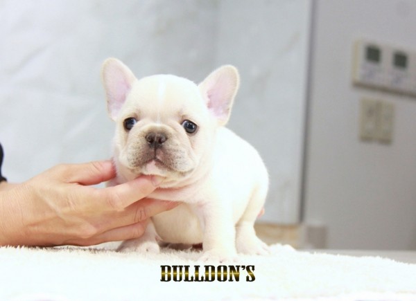 ID:FB1481　フレンチブルドッグ専門ブリーダーBULLDON’Sサムネイル