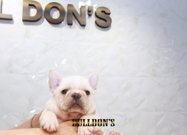 ID:FB1483　フレンチブルドッグ専門ブリーダーBULLDON’Sサムネイル